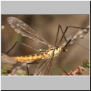 Nephrotoma sp - Schnake w05b.jpg